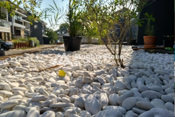 contoh pemasangan batu koral kupang putih 5