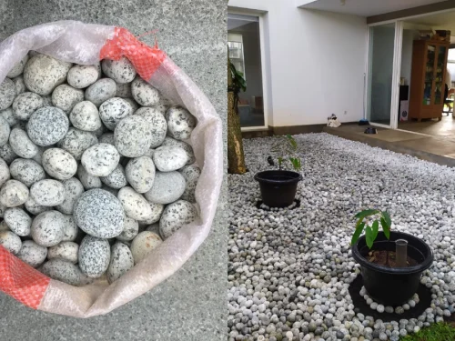 batu koral telur puyuh