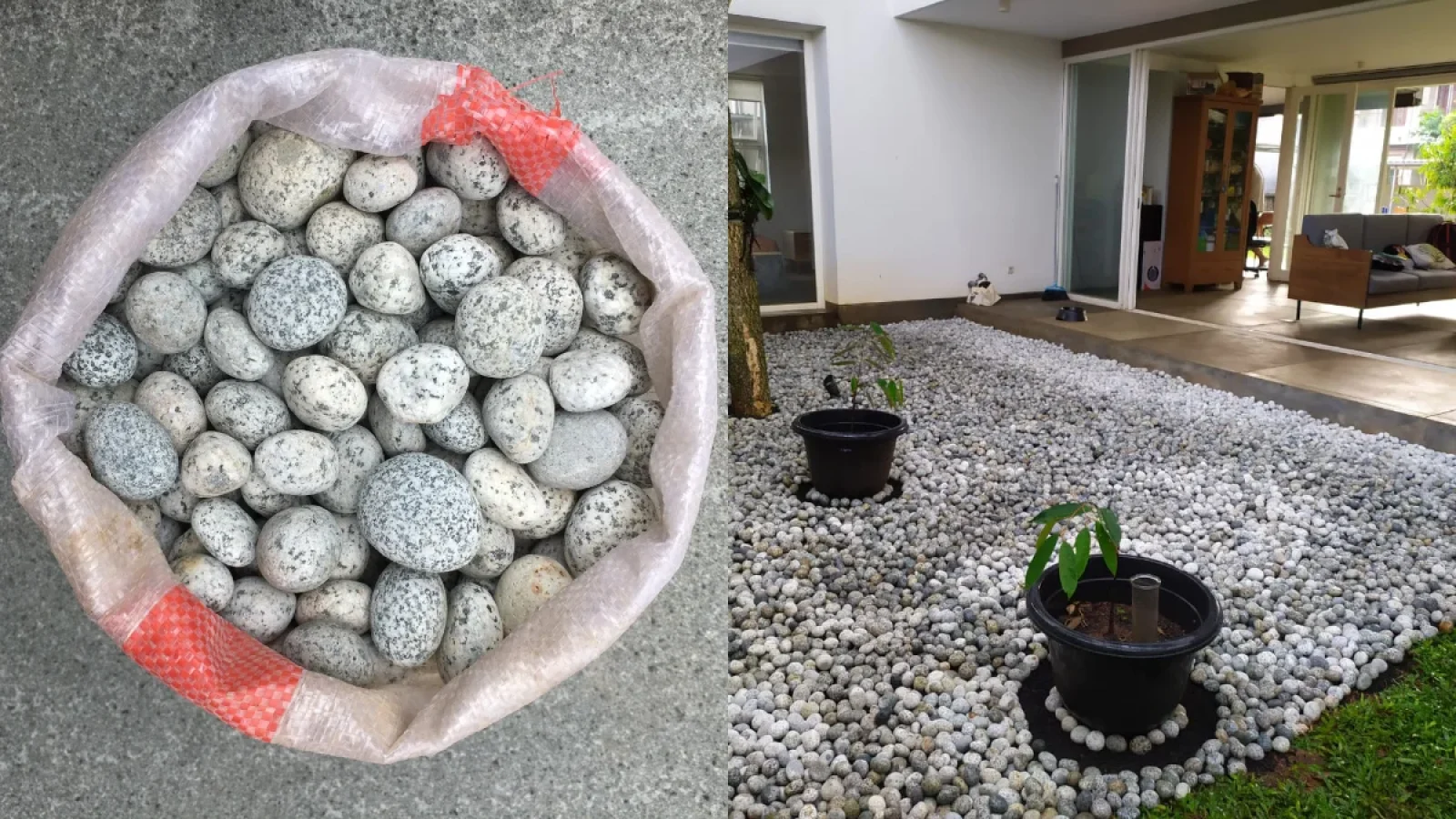 batu koral telur puyuh